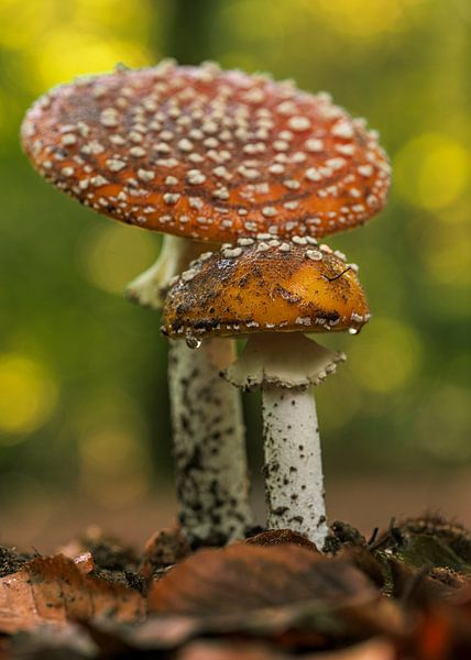 Fly agaric by Peter Bartelings