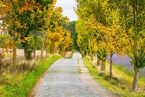 Herbstlich gefärbte Bäume und Straße im Herbst nahe Warin