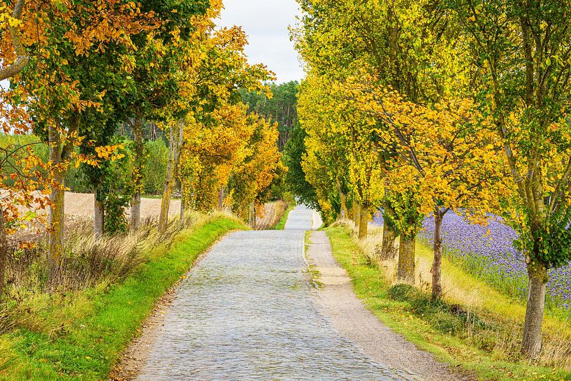 Herbstlich gefärbte Bäume und Straße im Herbst nahe Warin von Rico Ködder