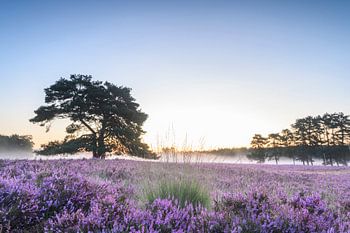 Lever du soleil sur la bruyère fleurie de la réserve naturelle de Veluwe pendant l'été