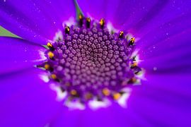 Lila Schönheit von Isabella Tahmassian