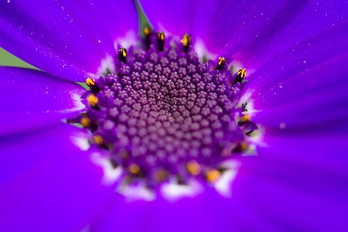 Purple beauty