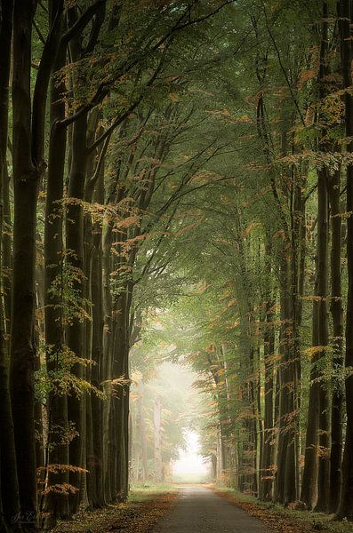 Grüne Fahrspur von Jos Erkamp