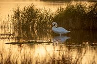 Zwaan bij zonsondergang