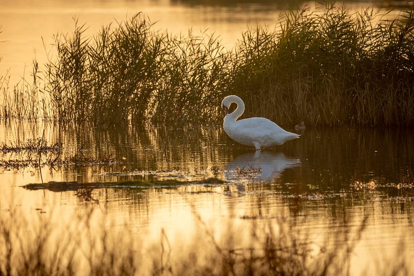 Swan at sunset by Erwin van Eekhout