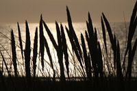 Seagrass