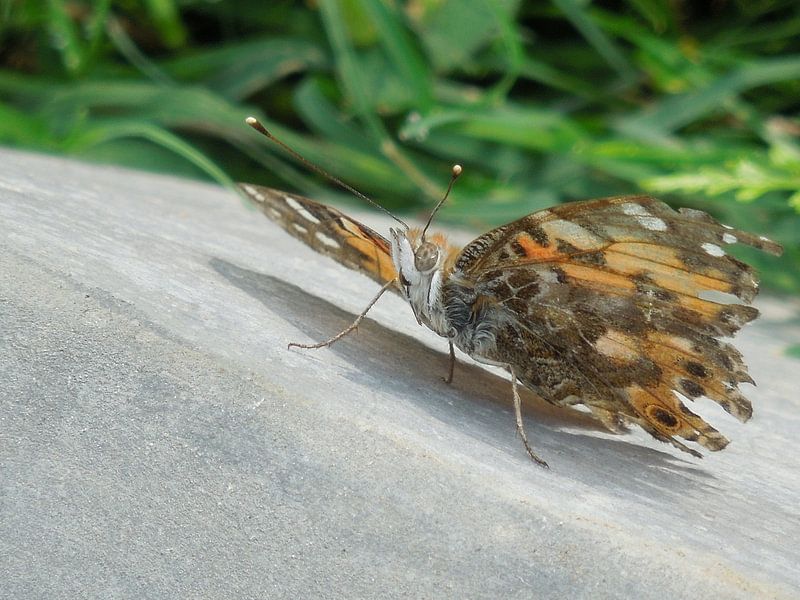 Broken wing butterfly von Lin McQueen