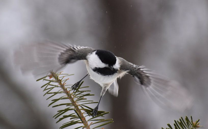 A tit in the garden in winter by Claude Laprise