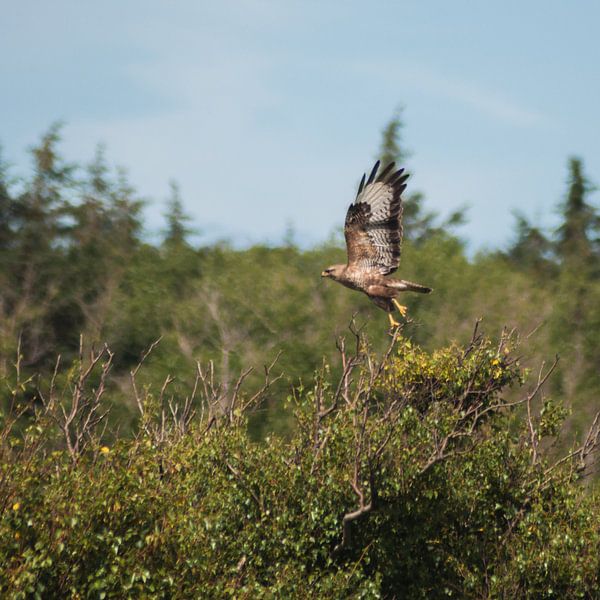 A buzzard in action by Roel Van Cauwenberghe