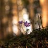 Leberblümchen im Frühlingswald von Yvonne Albe