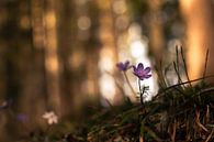 Leberblümchen im Frühlingswald von Yvonne Albe Miniaturansicht