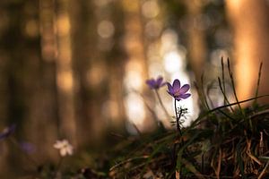 Leverbloemen in het voorjaarsbos van Yvonne Albe