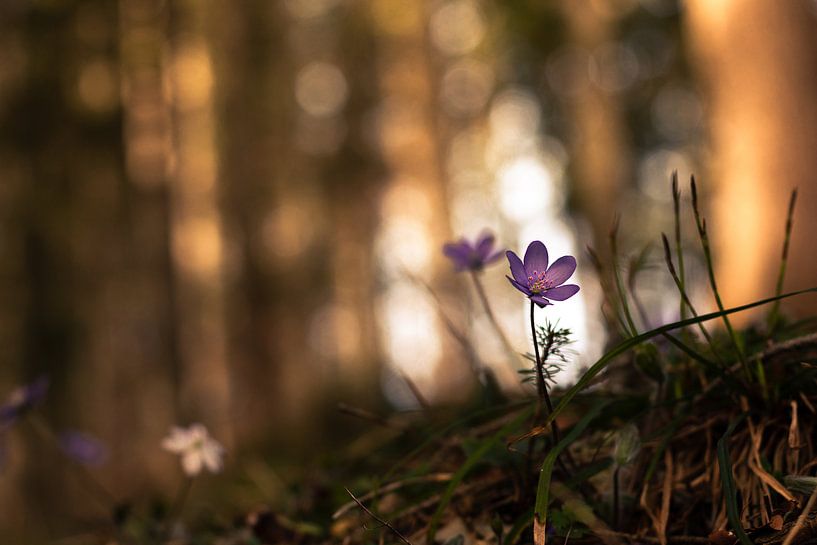 Leberblümchen im Frühlingswald von Yvonne Albe