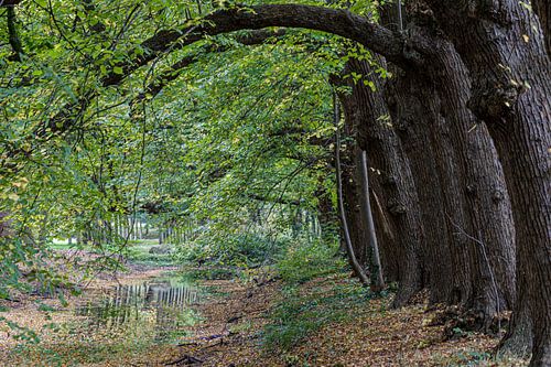 Arbres d'automne courbés