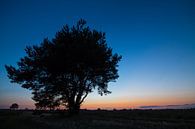 Sunset Tree von Jeroen Hagedoorn Miniaturansicht
