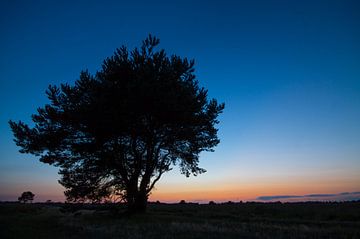 Sunset Tree van Jeroen Hagedoorn