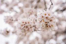 Cherry blossom on a cloudy day by Jeroen de Jongh Photography