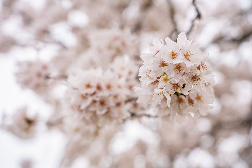 Kirschblüte an einem bewölkten Tag von Jeroen de Jongh Fotografie