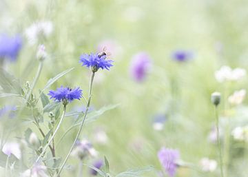 Cornflower van Boogartphotographics