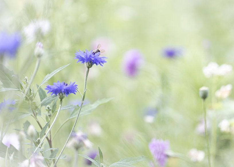 Cornflower by Boogartphotographics