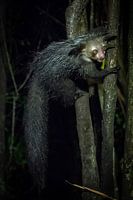 Madagascar - Lémurien Aye-Aye dans la forêt pluviale