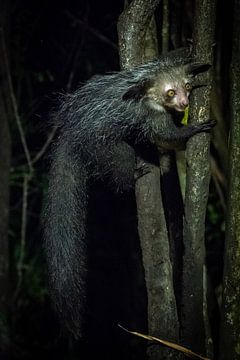 Madagascar - Aye-Aye Lemur in rainforest by Rick Massar