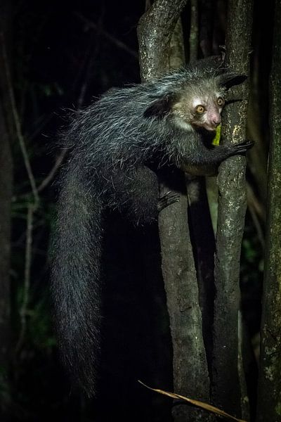 Madagascar - Aye-Aye Lemur in rainforest by Rick Massar