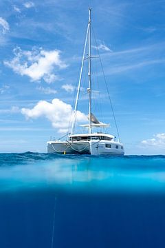 freedom van arnaud plas