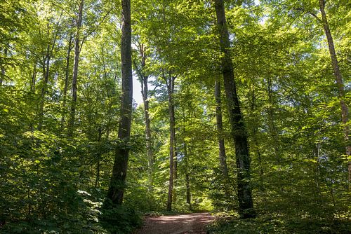 Wandelpad in het bos