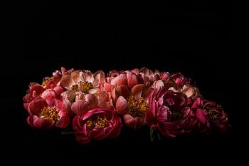 Peony 02 with black background