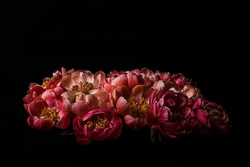 Peony Photo on Canvas – Flower Black Background Fine Art Wall Decoration 02