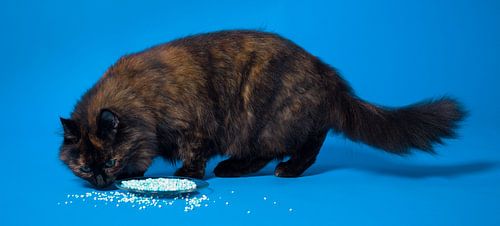 Le chat et la souris.