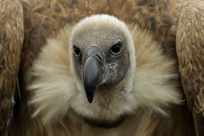 vautour fauve par Antwan Janssen