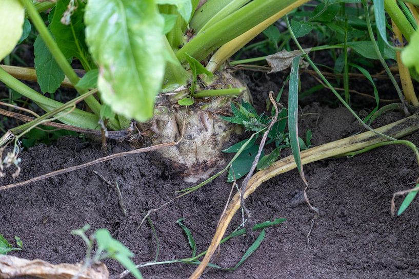 sugar beet by Maaike Krimpenfort