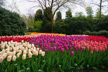 Tulpenveld in de Keukenhof