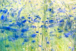 monet dans le champ de maïs