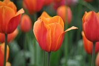 Tulpe