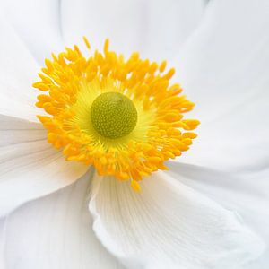 Anemone