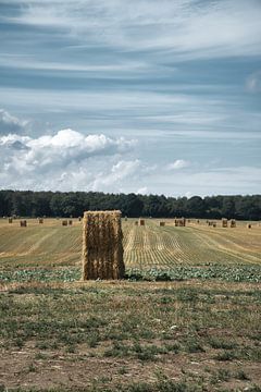 Straw bales on a harvested wheat field. Food supply. Agriculture to feed mankind.