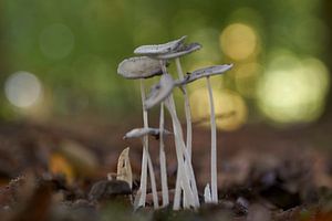 Gruppe Pilze auf langen Stielen