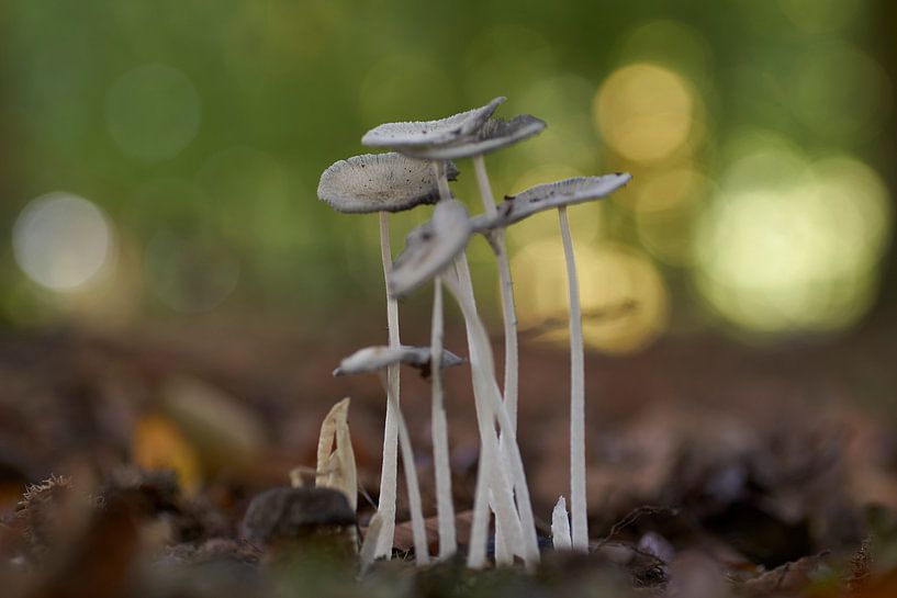 Groepje paddenstoelen op lange stelen van Cor de Hamer