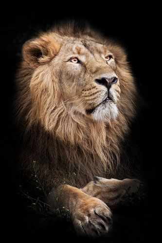 A powerful male with a magnificent mane proudly look like a king on a black background isolated in a