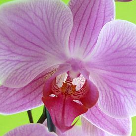 Orchid von Marloes Alink