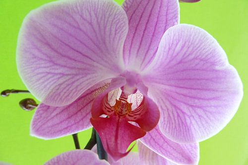Orchid