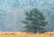 Winter op de Oude Buisse Heide van Jos Pannekoek thumbnail