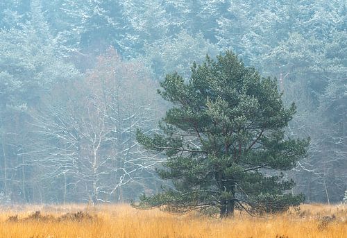 Winter op de Oude Buisse Heide