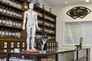 Poes bij acupuncturist