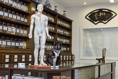 Poes bij acupuncturist