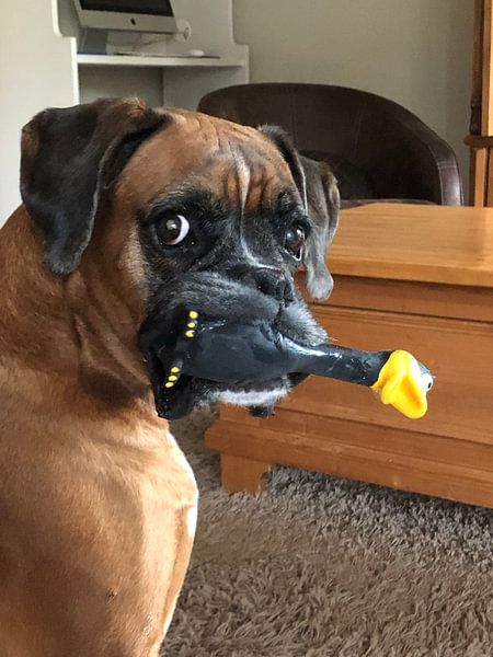 Boxer met eend van tania mol