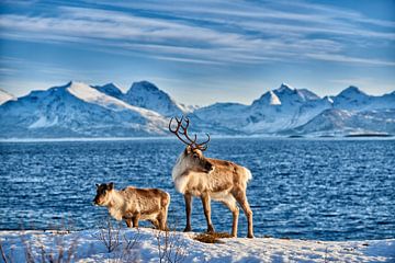 Reindeer in front of sea and snowy mountains by Jürgen Ritterbach